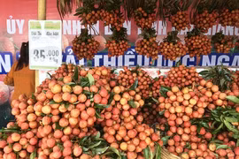 Les litchis Luc Ngan de Bac Giang ont leur Semaine à Hanoi 
