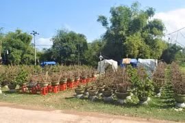 La saison commence au village d’abricotiers de Nhon An