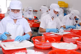 Le Vietnam, quatrième fournisseur de céphalopodes du Japon