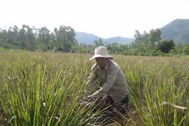 La citronnelle, choix idéal pour les sols salins
