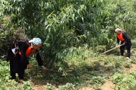 Faciliter l’accès au foncier forestier pour les ethnies minoritaires 