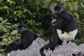La deuxième plus grande population de langur de Delacour découverte au Vietnam