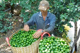 Exportation de citrons en République de Corée