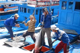 Nouveau label obligatoire pour exporter le thon vietnamien aux Etats-Unis