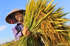 Notre bol de riz