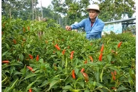 Piment : un projet sud-coréen de 2,1 millions de dollars à Ninh Thuân