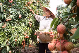 Les entreprises australiennes et malaisiennes apprécient les litchis de Bac Giang