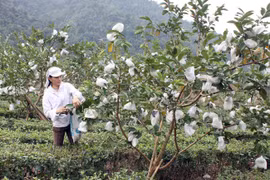 Près de 74 millions de dollars d’aides pour les paysans de Cao Bang et Bac Kan