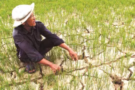 Le Vietnam s’attèle à lutter contre la sécheresse