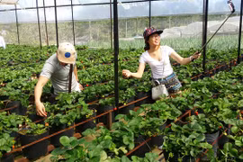 Tourisme agricole à Dalat