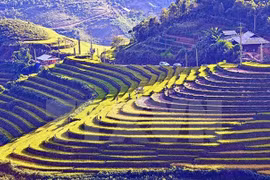 Semaine culturelle et touristique des rizières en terrasses de Mu Cang Chai 2016