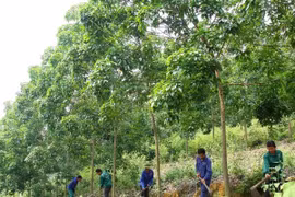 JICA aide la région du Tay Bac dans la gestion durable des ressources naturelles