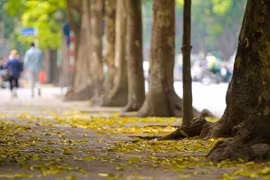 Le charme de Hanoï en automne