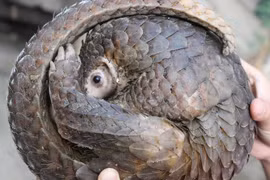 Nouvelle campagne d'ENV : tolérance zéro contre le braconnage des pangolins