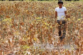 Aide japonaise pour la culture durable du manioc au Vietnam
