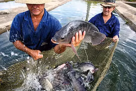 Aquaculture : le Vietnam participera à un projet régional financé par la FAO