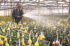 Stratégie du développement du secteur horticole de Dà Lat