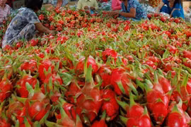 La part de marché des fruits et légumes vietnamiens en Europe ne s'élève qu'à 0,9%
