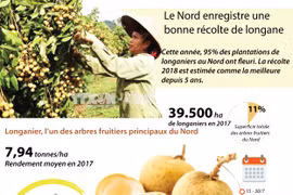 [Infographie] Le Nord enregistre une bonne récolte de longane
