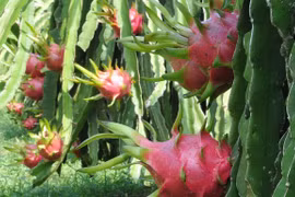 Exportation de fruits du dragon à chair rouge vers l’Australie 
