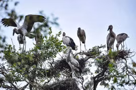 Développer l'écotourisme dans le parc national de Tram Chim