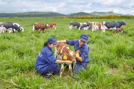 Vinamilk construira quatre fermes laitières de haute technologie à Thanh Hoa