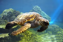 Lancement d'un plan de sensibilisation sur les tortues marines