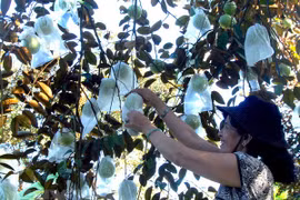 Opportunité en or pour les pommes de lait vietnamiennes aux Etats-Unis