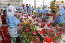 Exportations de fruits et légumes du Vietnam en croissance impressionnante