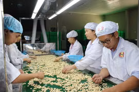 Le Vietnam aide le Cambodge à augmenter sa production de noix de cajou