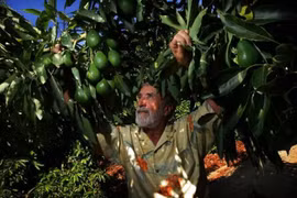 Vietnam - Mexique : opportunités de coopération dans l’agriculture