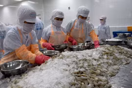 L’industrie de la crevette sous la pression irrésistible de l’offre 