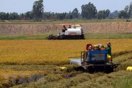 Le delta du Mékong cherche à transformer les défis agricoles en opportunités