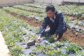  Un don du Ciel nommé “ginseng femelle“