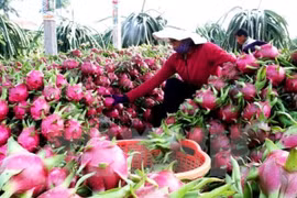 Efforts pour améliorer la qualité des fruits vietnamiens