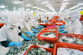 Crevettes fraîches entières: de belles opportunités d'exportation en Australie