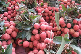 Accélérer l’exportation des fruits vietnamiens vers le marché chinois