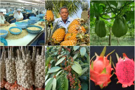 IGP: Vietnam au 2e rang des pays Sud-Est asiatiques ayant le plus de produits agricoles protégés