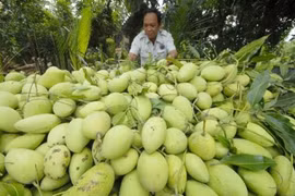 Des mangues vietnamiennes seront exportées vers Singapour