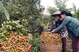 Les longanes frais vietnamiens pourraient être expédiés en Australie à partir de 2019