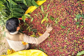 Le café vietnamien à la conquête des consommateurs japonais