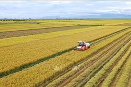 Exportation du riz produit par des agriculteurs et le groupe Loc Troi