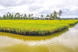 En 2022, le Vietnam développera 200.000 ha de rotation entre pénéiculture et riziculture