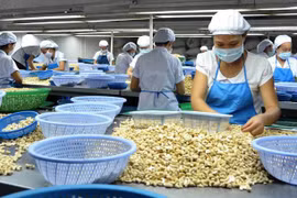 Montée en flèche des exportations nationales de noix de cajou vers la Chine