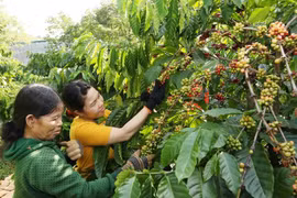 Nestlé Vietnam présente au monde le café vietnamien de première qualité