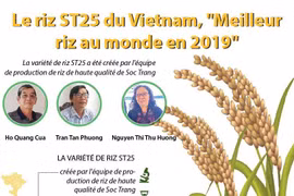 Le riz ST25 du Vietnam, "Meilleur riz au monde en 2019" 