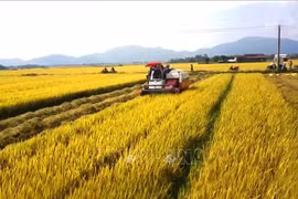 L’agriculture affirme son rôle de base solide de l'économie