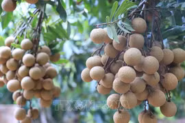 Opportunités pour les exportations de longanes vers le Japon