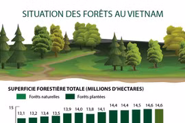 Situation des forêts au Vietnam