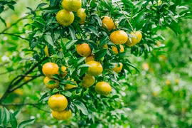  Lang Son ou le royaume des mandarines 